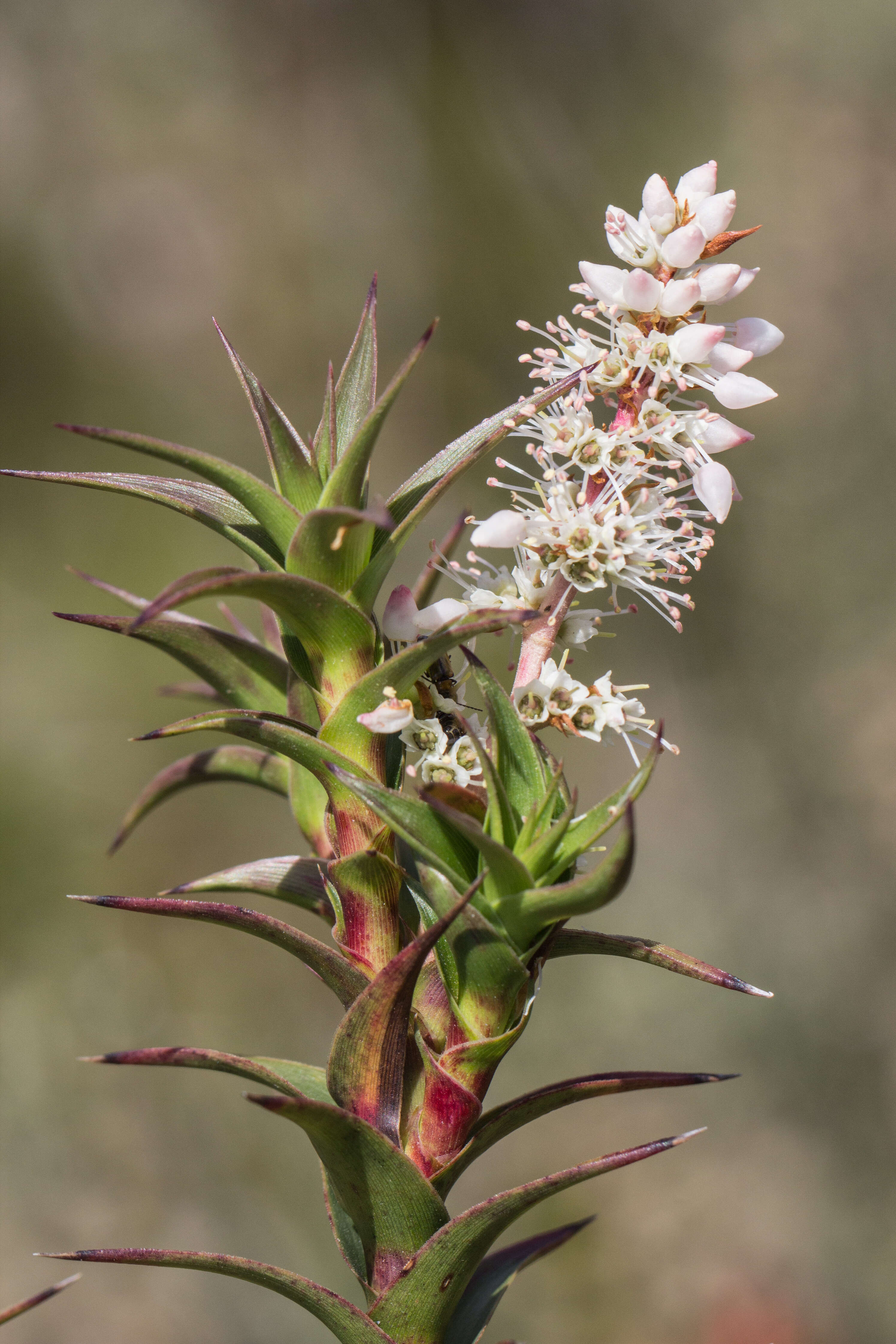 Image of Gunns richea