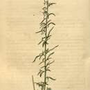 Image of Daisy-leaved Toadflax