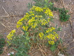 Image of willow ragwort