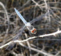 Image of Blue Dasher