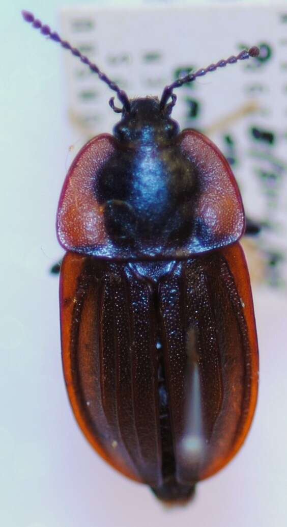 Plancia ëd Silpha (Silpha) longicornis Portevin 1926