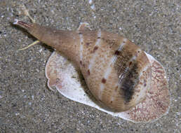 Image of True Fig Shell