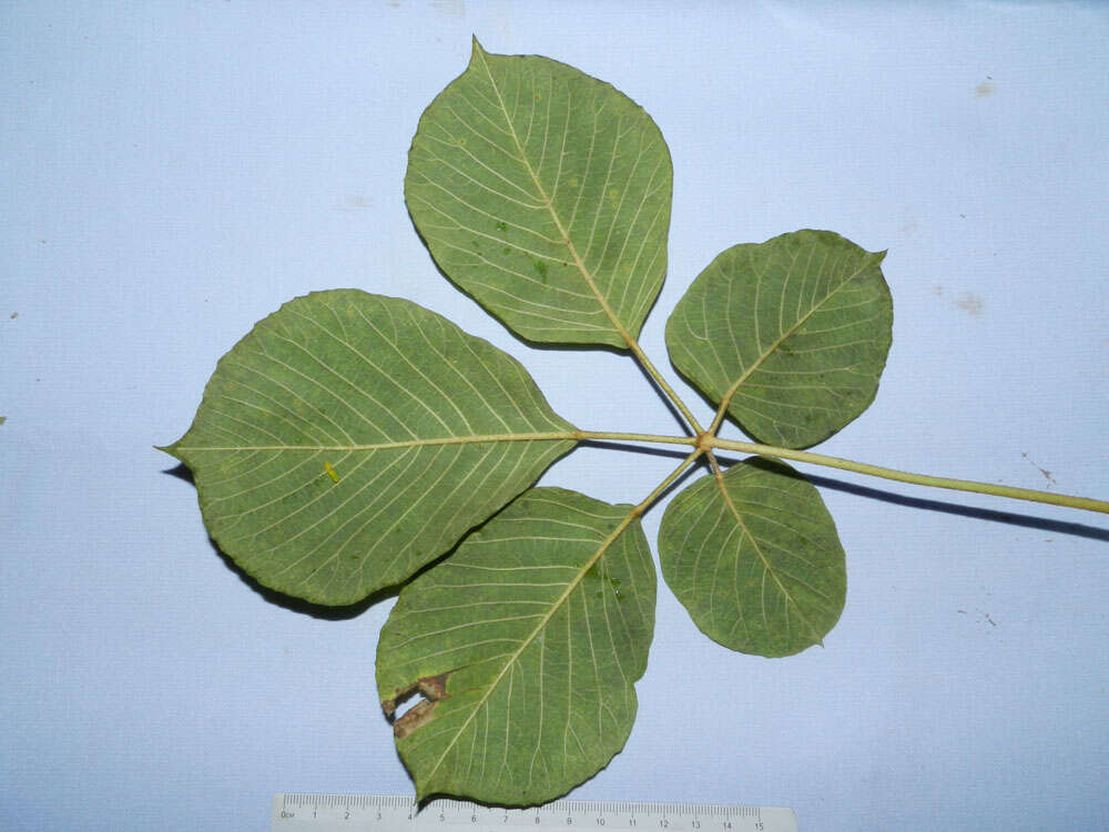 Image of Handroanthus ochraceus (Cham.) Mattos