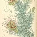 Imagem de Grevillea preissii Meissn.