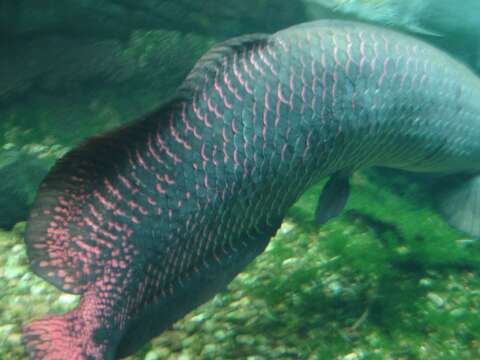 Image of Arapaima