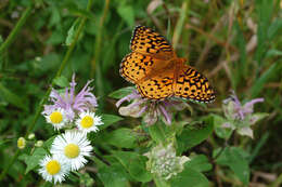 Image of Aphrodite Fritillary