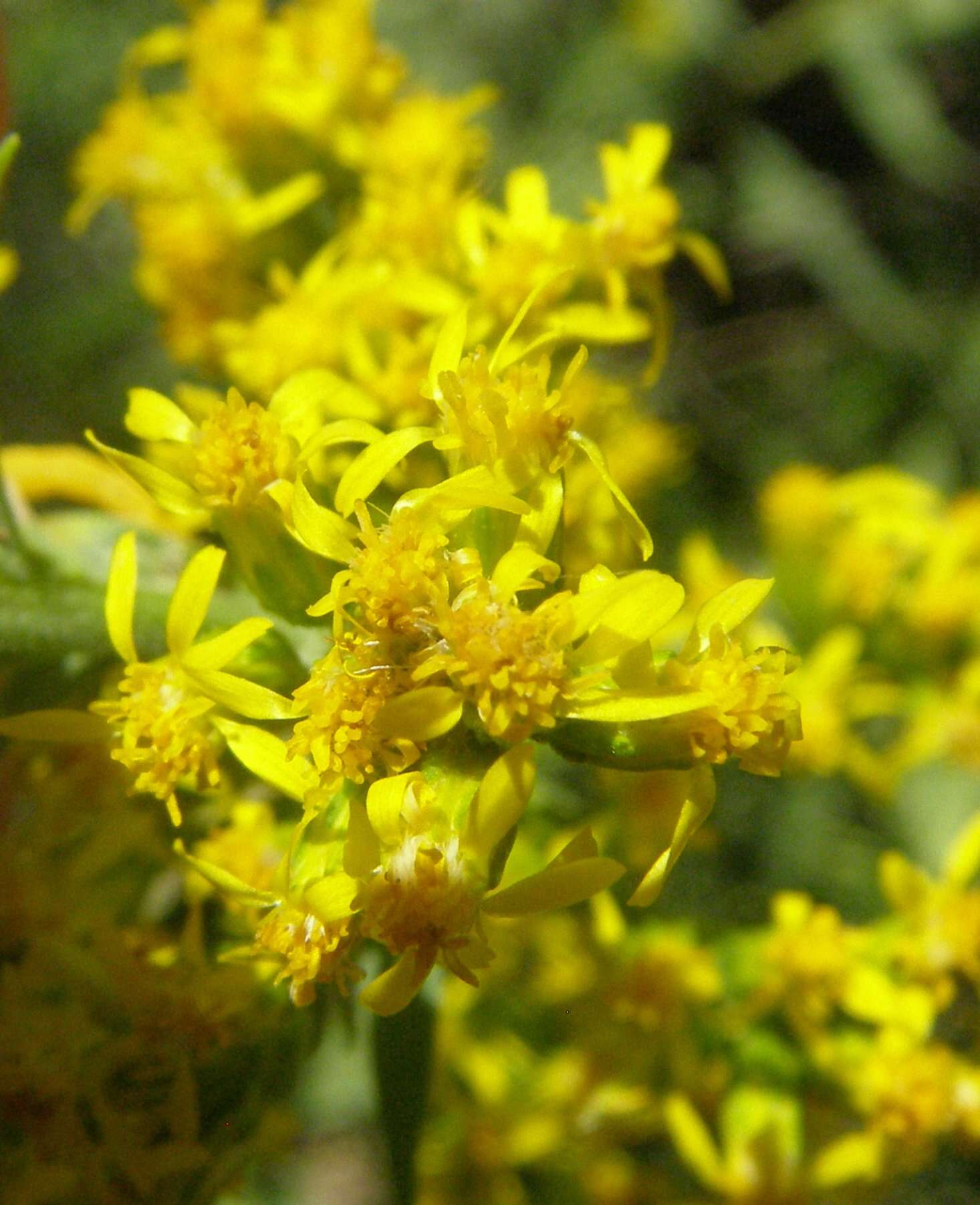 Image of three-nerve goldenrod