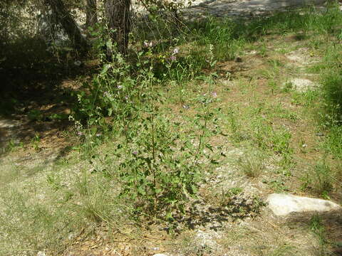 Image of globemallow