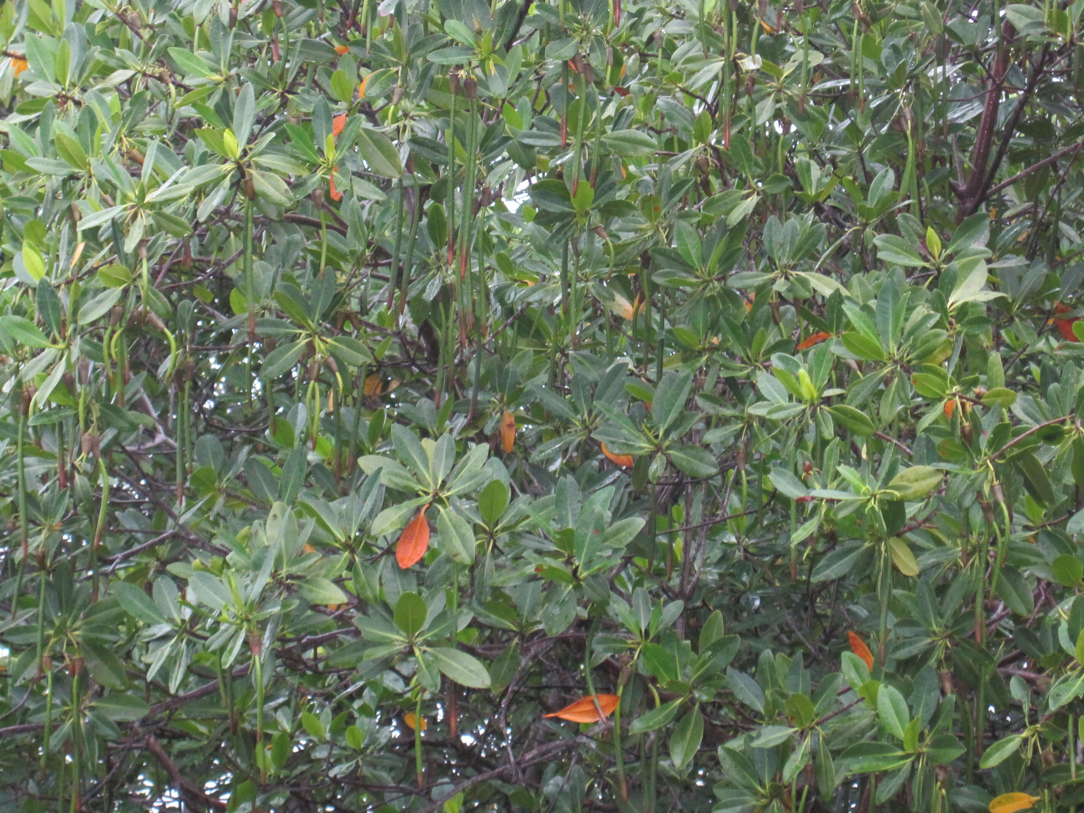 Image of mangrove