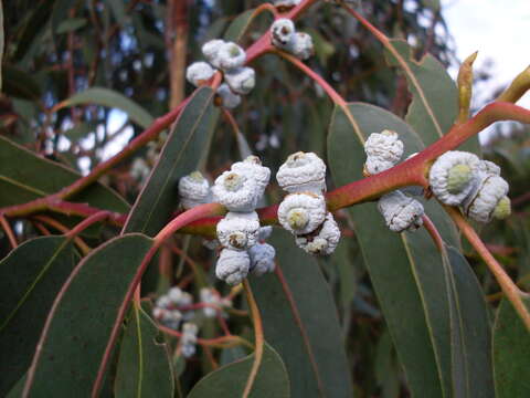 Image of Eucalyptus globulus subsp. pseudoglobulus (Naud. ex Maiden) Kirkpatrick