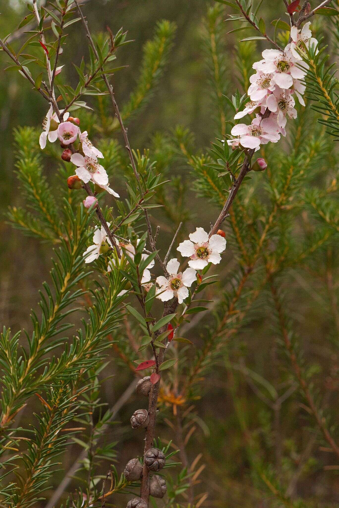 Image of Pink Tea Tree