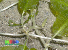 Image of seagrass