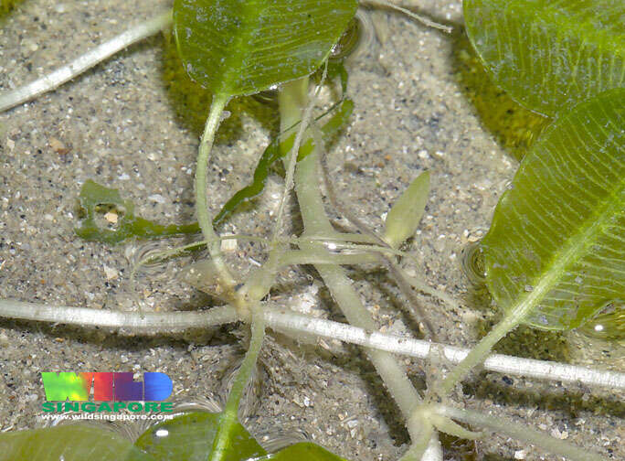 Image of seagrass