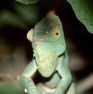 Image of Madagascar & Seychelles Islands Chameleons