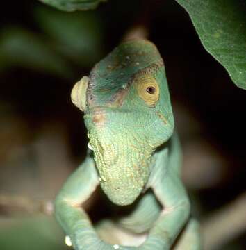 Image of Parson's Chameleon