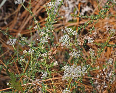 Image of littleleaf buckbrush