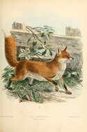 Imagem de Vulpes Frisch 1775