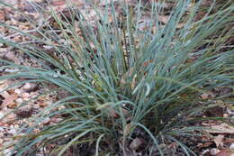 Image of Many flowered mat-rush