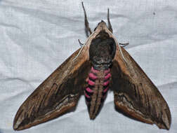 Image of privet hawk-moth