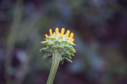 Image of oneflower honeycombhead