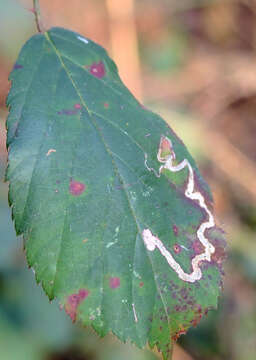 Image of golden pigmy