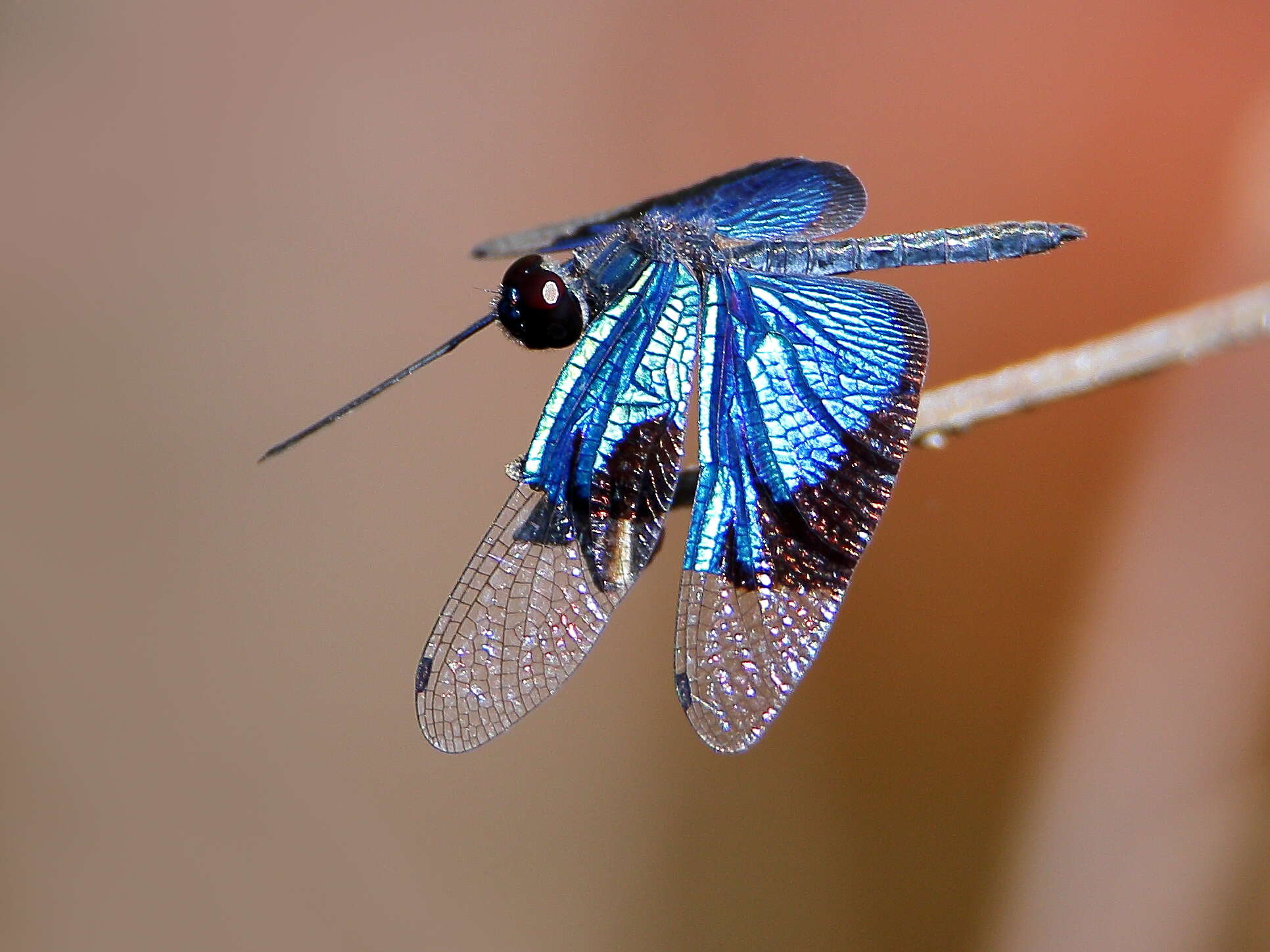 Image of Rhyothemis resplendens Selys 1878