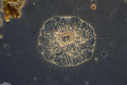 Image of Protist