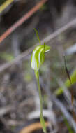 Image of Dwarf snail orchid