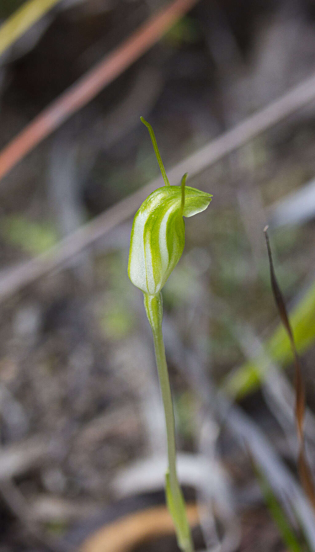 Image of Dwarf snail orchid