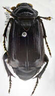 Image of Nicrophorus (Nicrophorus) humator (Gleditsch 1767)