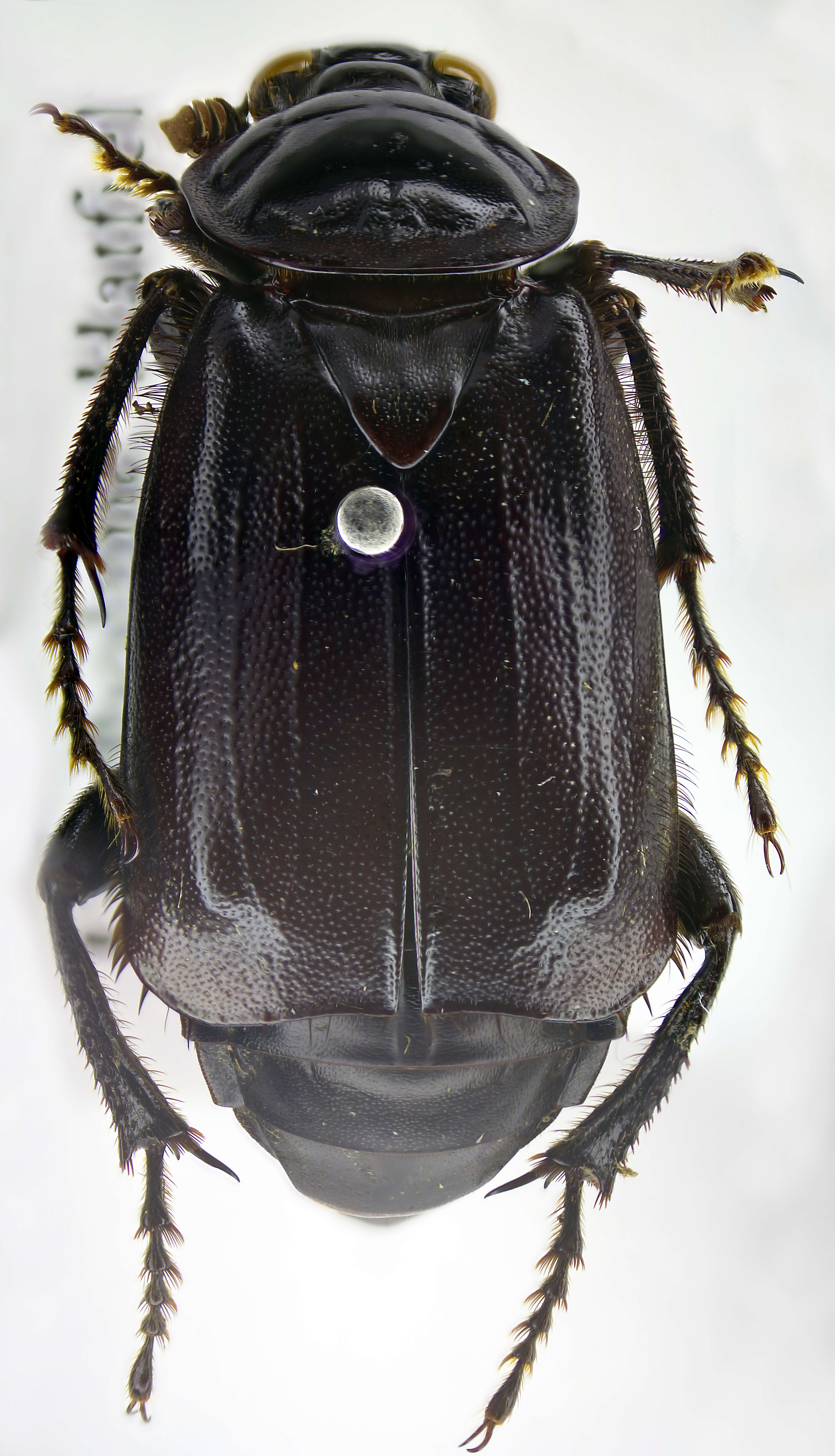 Image of Nicrophorus (Nicrophorus) humator (Gleditsch 1767)