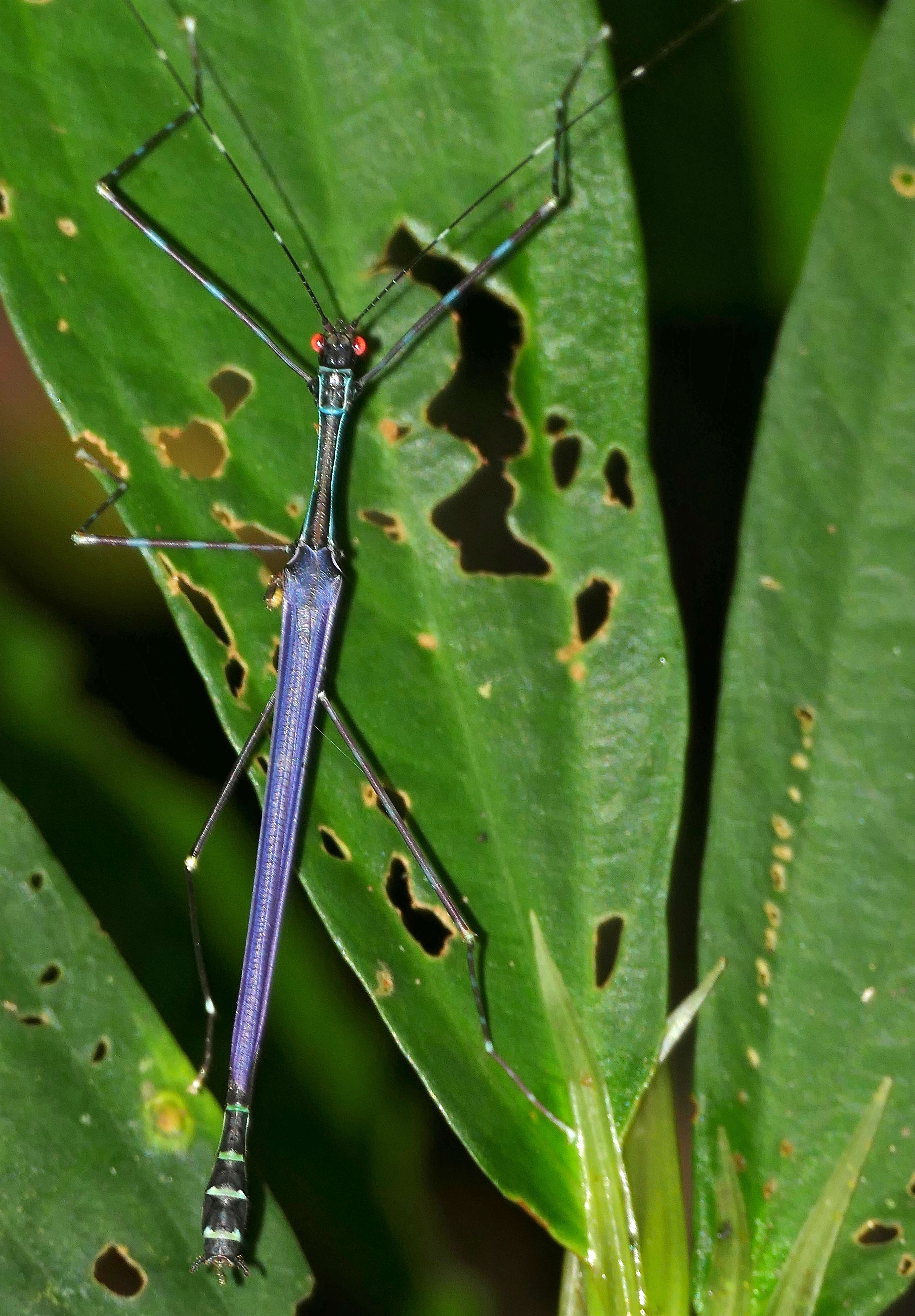 Image of Orthonecroscia fuscoannulata (Haan & W.)