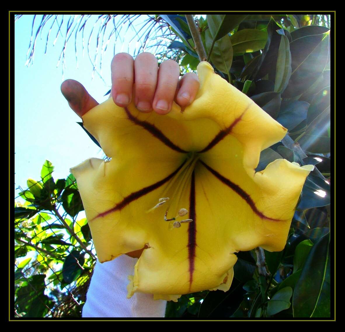 Image of chalice vine