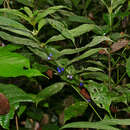 Image of Lasianthus stipularis Blume