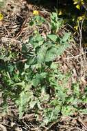 Image of sowthistle