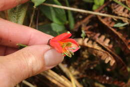 Sivun Bomarea pauciflora (Kunth) Herb. kuva