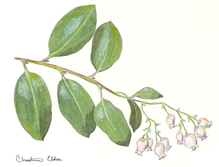 Image of manzanita