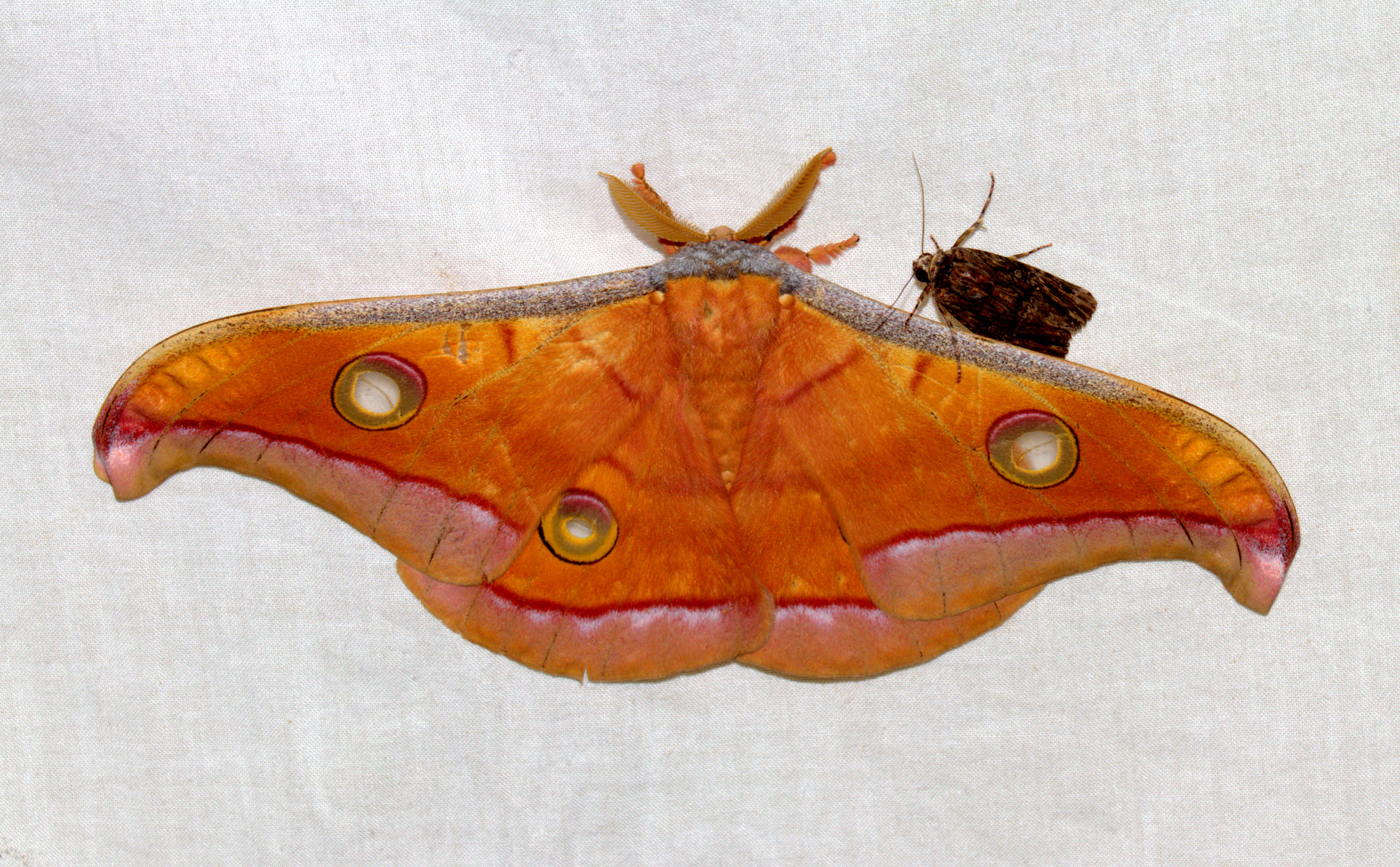 Antheraea paphia (Linnaeus 1758) resmi