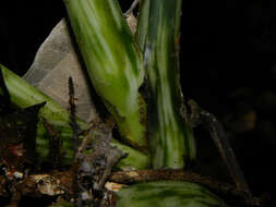 Image of Dieffenbachia concinna Croat & Grayum