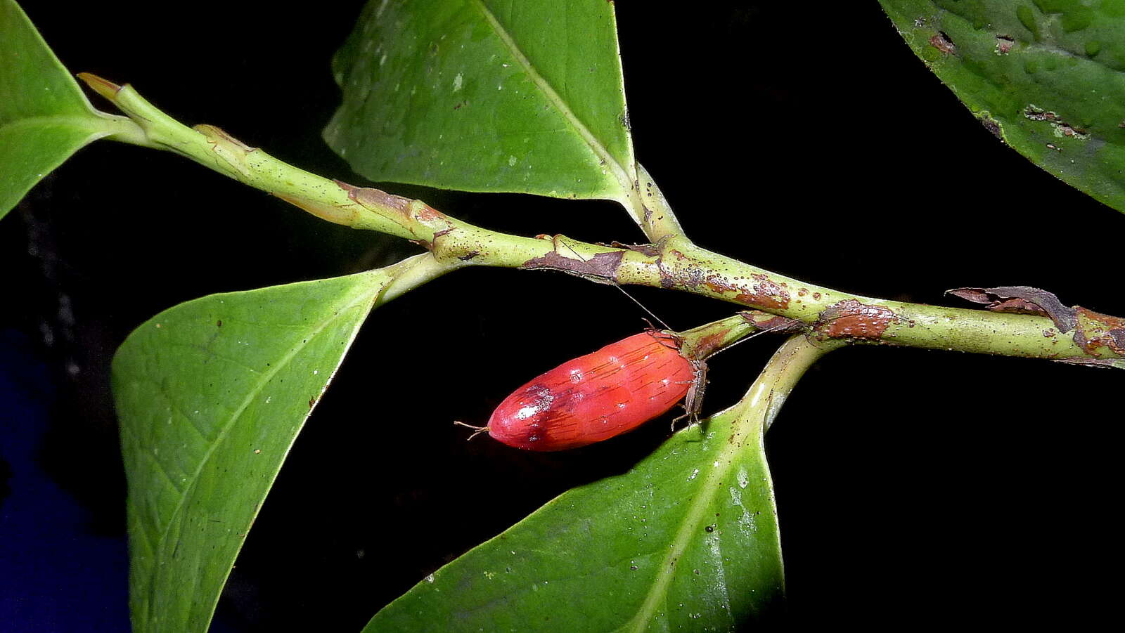 Image of Erythroxylum martii Peyr.