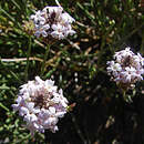 Image of Junellia lavandulifolia (Phil.) Moldenke