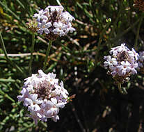 Image of Junellia lavandulifolia (Phil.) Moldenke