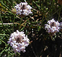 Sivun Junellia lavandulifolia (Phil.) Moldenke kuva