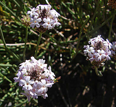 Image of Junellia lavandulifolia (Phil.) Moldenke