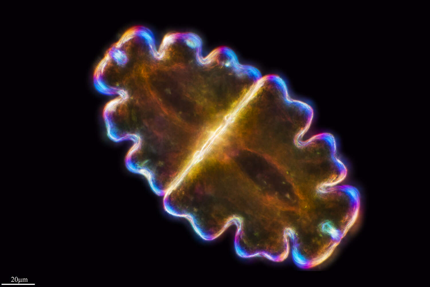 Image of Euastrum oblongum