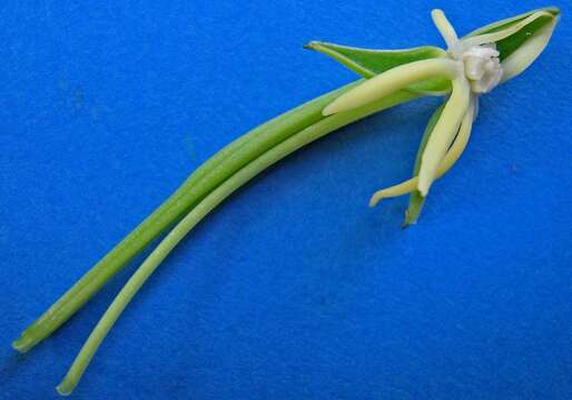 Image of Habenaria trifida Kunth