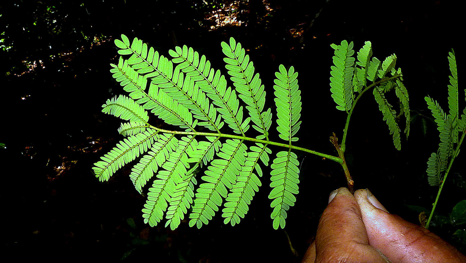 Image de Albizia pedicellaris (Dc.) L. Rico