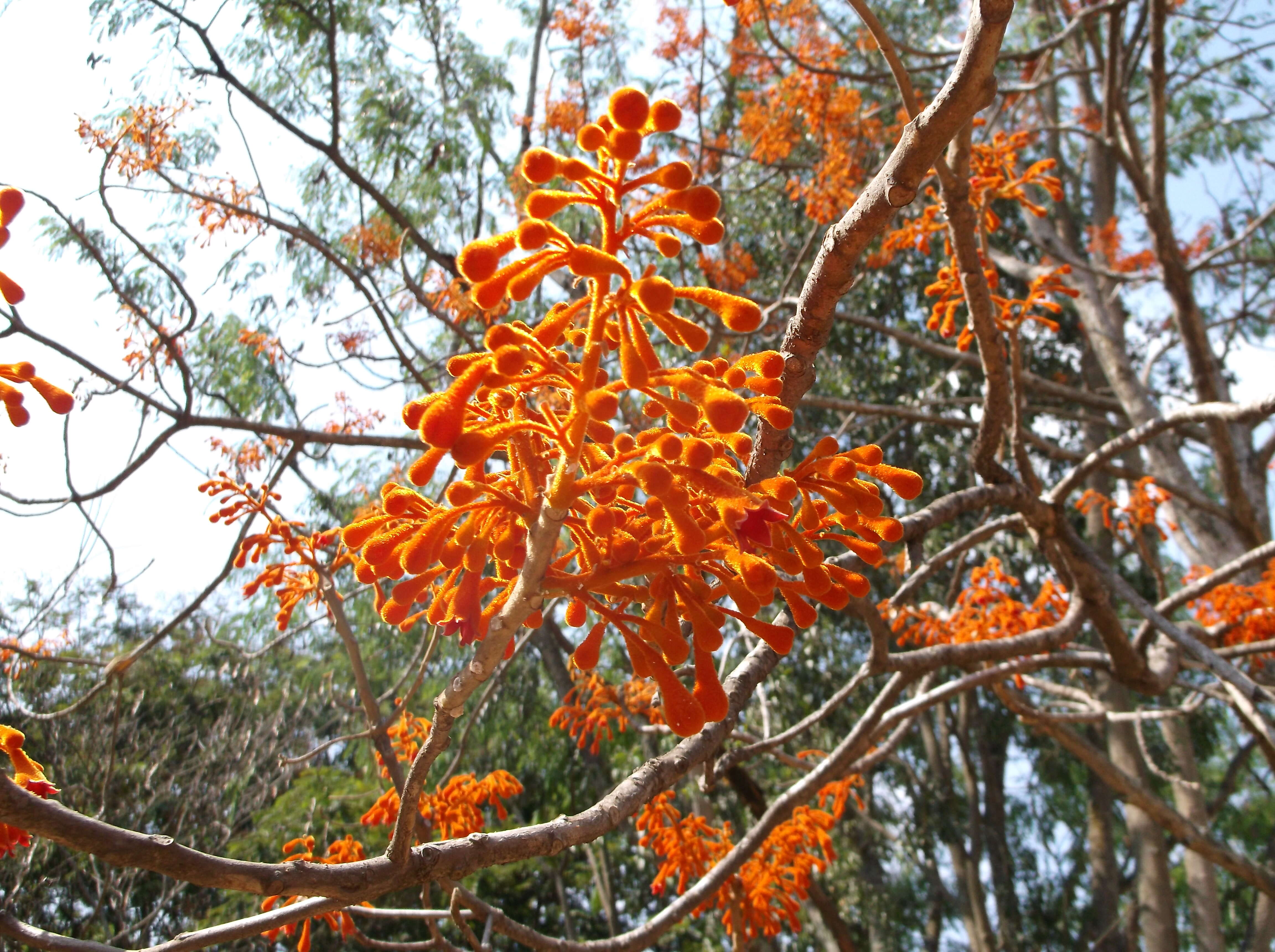 Image of parasoltree