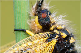 Image of Libelloides longicornis (Linnaeus 1764)