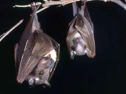 Image of Epauletted Fruit Bats